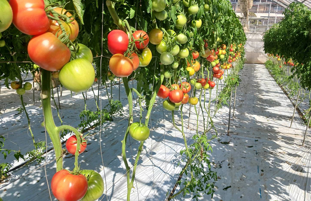 トマトの直売が毎日になりました