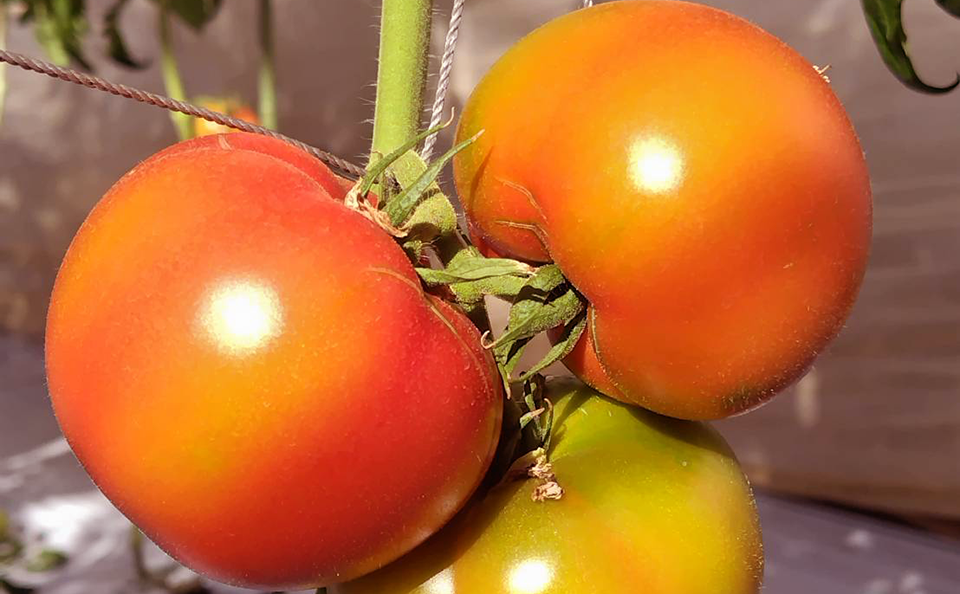 王様トマト　かれん